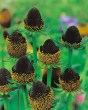 Rudbeckia Black Beauty